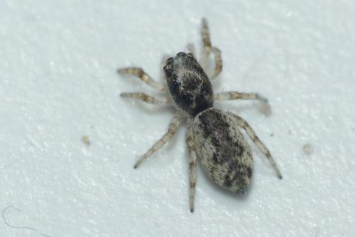 Salticus zebraneus